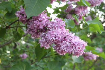 Сирень обыкновенная Огни Донбасса Syringa vulgaris Ogni Donbassa