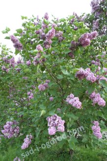 Сирень обыкновенная Огни Донбасса Syringa vulgaris Ogni Donbassa