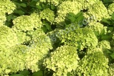 Гортензия метельчатая Мохито Hydrangea paniculata Mojito