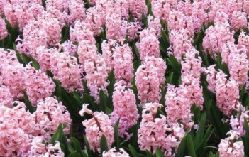 Гиацинт Анна Мария Hyacinthus Anna Marie