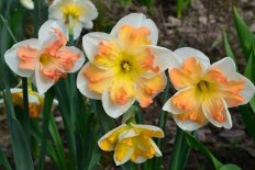 Нарцисс Санни Гёлфренд орхидейный Narcissus Sunny Girlfriend