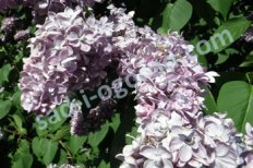 Сирень обыкновенная Максимович Syringa Vulgaris Maximowicz