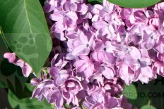 Сирень обыкновенная Максимович Syringa Vulgaris Maximowicz