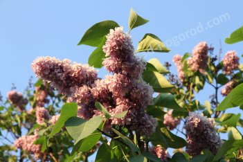 Сирень обыкновенная Максимович Syringa Vulgaris Maximowicz