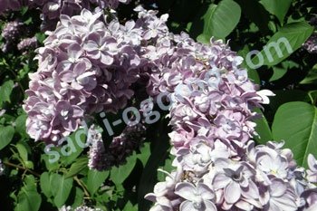Сирень обыкновенная Максимович Syringa Vulgaris Maximowicz
