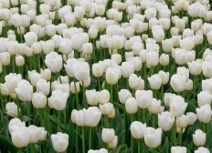 Тюльпан Антарктика Tulipa Antarctica