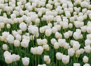 Тюльпан Антарктика Tulipa Antarctica