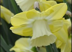 Нарцисс Авалон крупнокорончатый Narcissus Avalon