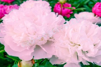 Пион молочноцветковый Мадам Кало Paeonia Lactiflora Madame Calot