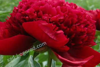 Пион Ред Чарм Paeonia Red Charm