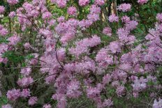 Рододендрон Вазея Rhododendron Vaseyi