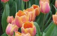 Тюльпан многоцветковый Драгон Кинг Tulipa Dragon King