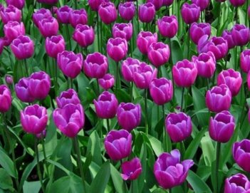 Тюльпан триумф Пассионале Tulipa Passionale