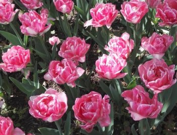 Тюльпан многоцветковый Аннелинда Tulipa Annelinde