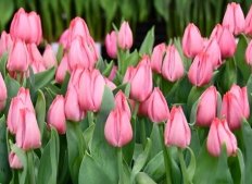 Тюльпан триумф Лидия Tulipa Lydia