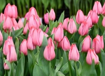 Тюльпан триумф Лидия Tulipa Lydia