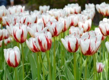 Тюльпан Хеппи Дженерейшн Tulipa Happy Generation
