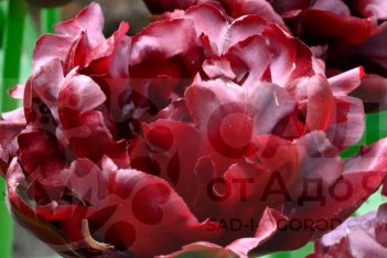 Тюльпан пионовидный Пальмира Tulipa Palmyra
