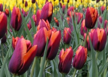 Тюльпан Триумф Слава Tulipa Slawa