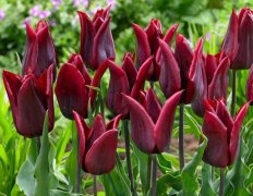 Тюльпан лилиецветный Ластинг Лав Tulipa Lasting Love