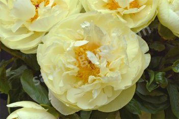Пион Ито-гибрид Лемон Шифон Paeonia itoh Lemon Chiffon