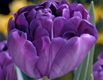 Тюльпан махровый Блу Даймонд Tulipa Blue Diamond