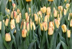 Тюльпан Триумф Кейп Таун Tulipa Cape Town