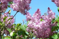 Сирень обыкновенная Романс Syringa vulgaris Romance