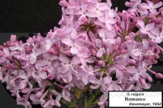 Сирень обыкновенная Романс Syringa vulgaris Romance