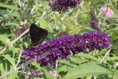 Буддлея Давида Блэк Найт Buddleia davidii Black Knight