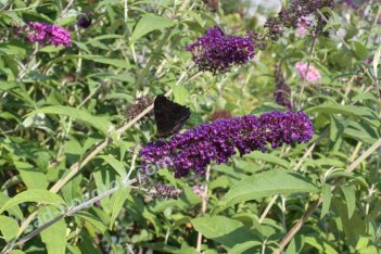 Буддлея Давида Блэк Найт Buddleia davidii Black Knight