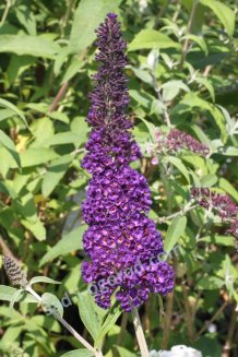 Буддлея Давида Блэк Найт Buddleia davidii Black Knight