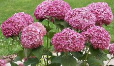 Гортензия древовидная Белла Рагацца Муветт Hydrangea arborescens Bella Ragazza® Mauvette