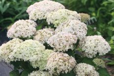 Гортензия древовидная Бланшетта Hydrangea arborescens Bella Ragazza Blanchetta