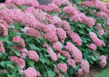 Гортензия древовидная Руби Аннабель Hydrangea arborescens Ruby Annabelle / Invincibelle Ruby