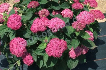 Гортензия древовидная Руби Аннабель Hydrangea arborescens Ruby Annabelle / Invincibelle Ruby