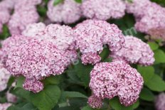 Гортензия древовидная Свит Аннабель Hydrangea arborescens Sweet Annabelle / Incrediball Blush