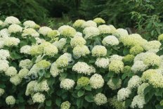 Гортензия древовидная Лиметта Hydrangea arborescens BellaRagazza Limetta