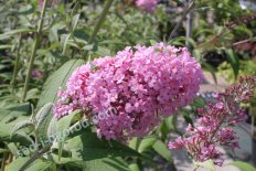 Буддлея Давида Орхид Бьюти Buddleia davidii Orchid Beauty