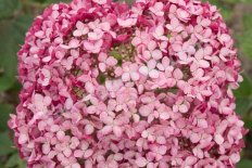 Гортензия древовидная Мэджикал Пинкербелл Hydrangea arborescens Magical Pinkerbell