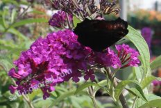 Буддлея Давида Роял Ред Buddleia davidii Royal Red