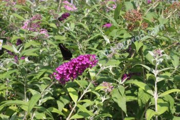 Буддлея Давида Роял Ред Buddleia davidii Royal Red