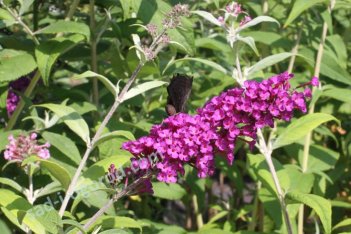 Буддлея Давида Роял Ред Buddleia davidii Royal Red