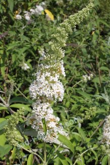 Буддлея Давида Альба Buddleia davidii Alba