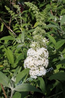 Буддлея Давида Альба Buddleia davidii Alba