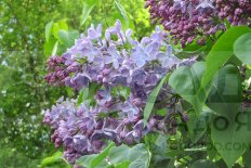 Сирень обыкновенная Ладога Syringa vulgaris Ladoga