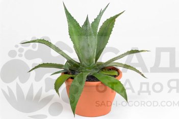 Агава американская Agava amerikana