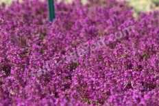 Тимьян Thymus