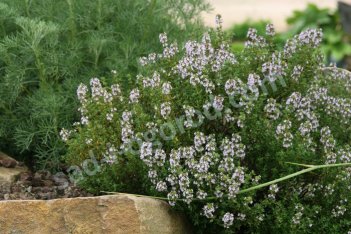 Тимьян обыкновенный Компактус Thymus vulgaris Compactus