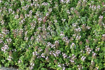 Тимьян лимоннопахнущий Дун Вэлли Thymus citriodorus Doone Valley